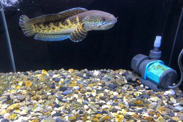 雷龙鱼的寿命多长，寿命都在5-10年之间