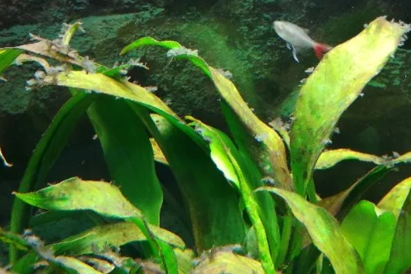 三叶蕨水草好不好养，是比较容易养护的