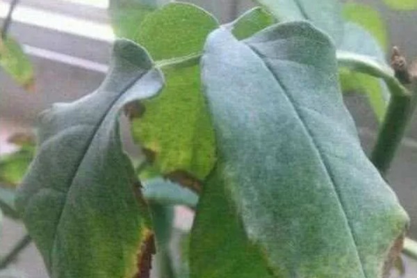 蓟马的危害特征，嫩叶受害后使叶片变薄