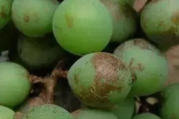 蓟马的危害特征，嫩叶受害后使叶片变薄