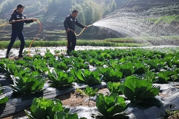 蓟马的危害特征，嫩叶受害后使叶片变薄