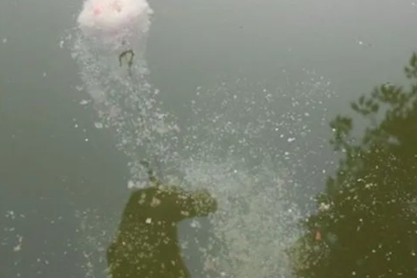 黑坑偷驴的技巧，饵料可以用散炮