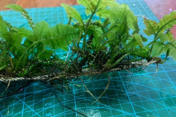 三叶蕨水草好不好养，是比较容易养护的