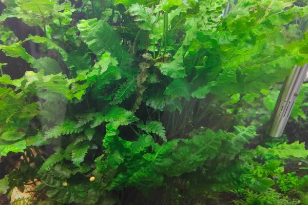 三叶蕨水草好不好养，是比较容易养护的