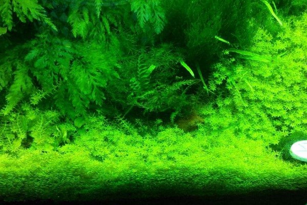 三叶蕨水草好不好养，是比较容易养护的