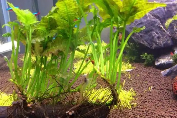 三叶蕨水草好不好养，是比较容易养护的