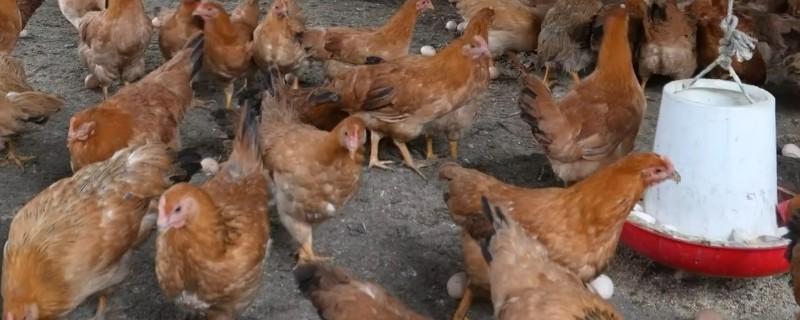 鸡舍熏蒸消毒的注意事项，在消毒的时候要将鸡舍密封