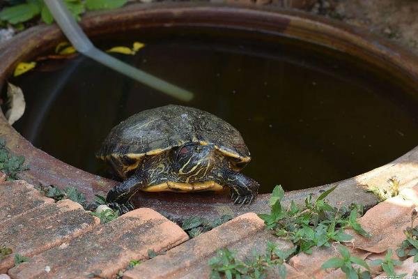 乌龟怎么喂食，幼年时期可以一天喂1次