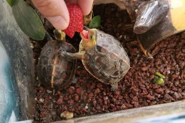 乌龟怎么喂食，幼年时期可以一天喂1次