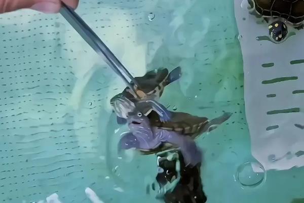 乌龟怎么喂食，幼年时期可以一天喂1次