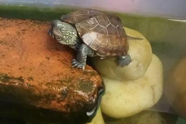 乌龟怎么喂食，幼年时期可以一天喂1次