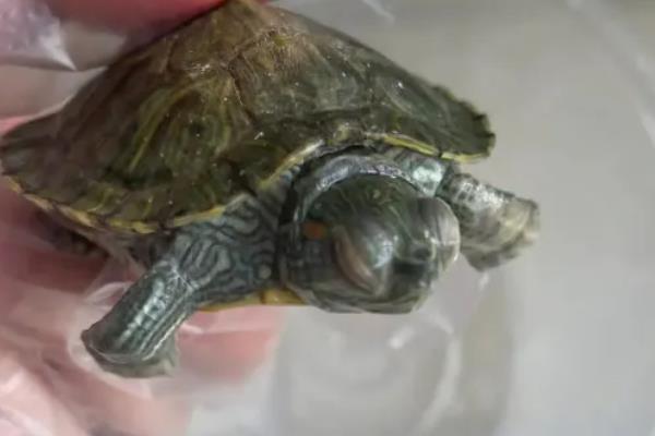 乌龟怎么喂食，幼年时期可以一天喂1次