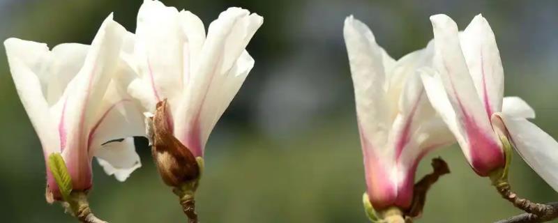 玉兰花不能在家养殖的原因，通风条件差容易发生白粉病