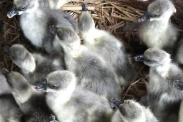 狮头鹅的饲养方法，幼鹅期把温度保持在30℃左右