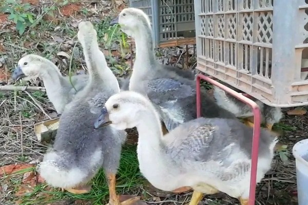 狮头鹅的饲养方法，幼鹅期把温度保持在30℃左右