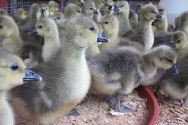 狮头鹅的饲养方法，幼鹅期把温度保持在30℃左右