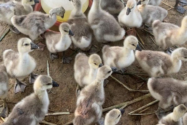 狮头鹅的饲养方法，幼鹅期把温度保持在30℃左右