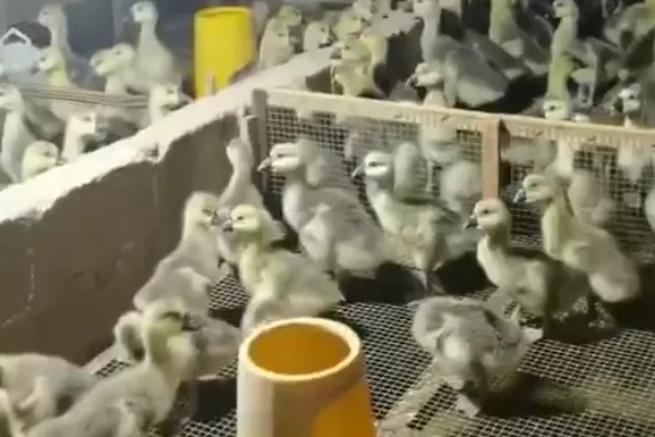 狮头鹅的饲养方法，幼鹅期把温度保持在30℃左右