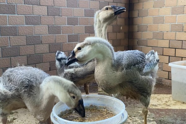 狮头鹅的饲养方法，幼鹅期把温度保持在30℃左右