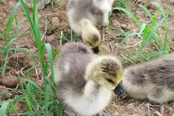 狮头鹅的饲养方法，幼鹅期把温度保持在30℃左右