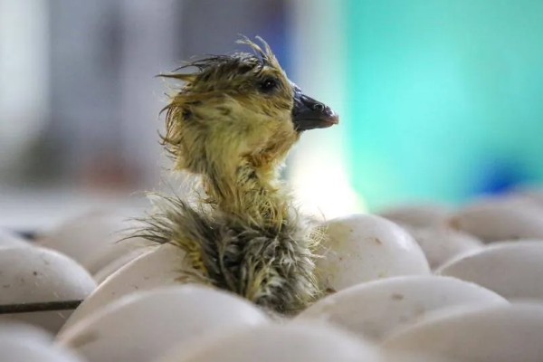 狮头鹅的饲养方法，幼鹅期把温度保持在30℃左右