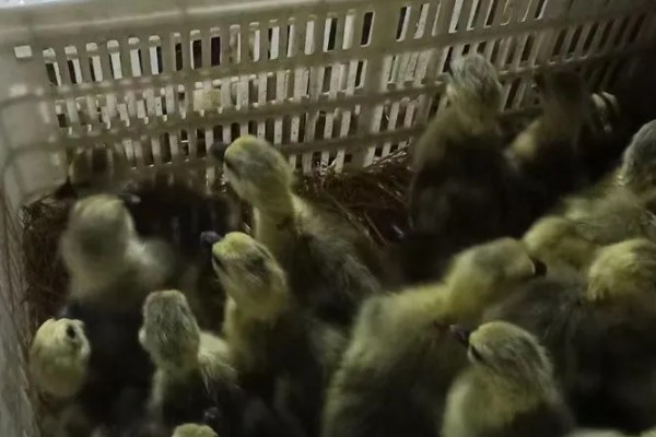 狮头鹅的饲养方法，幼鹅期把温度保持在30℃左右