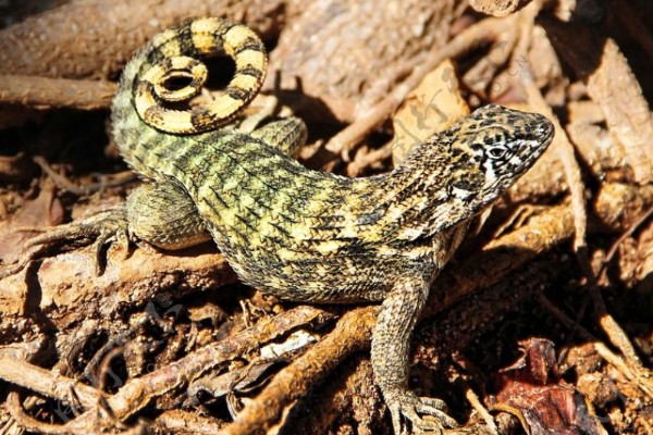 蜥蜴是不是两栖动物,属于爬行动物