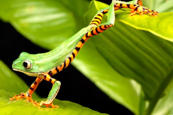 蜥蜴是不是两栖动物,属于爬行动物