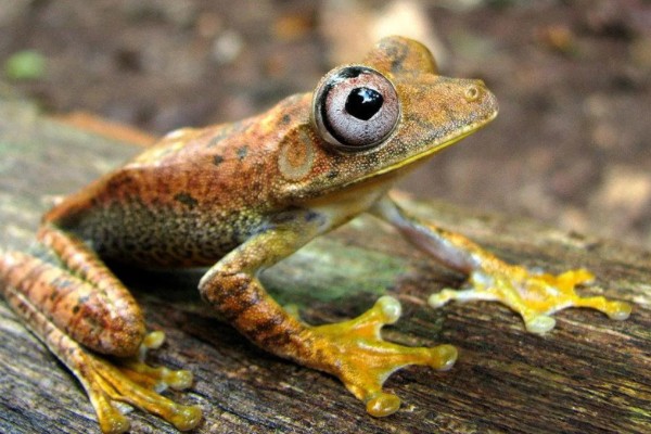 蜥蜴是不是两栖动物,属于爬行动物