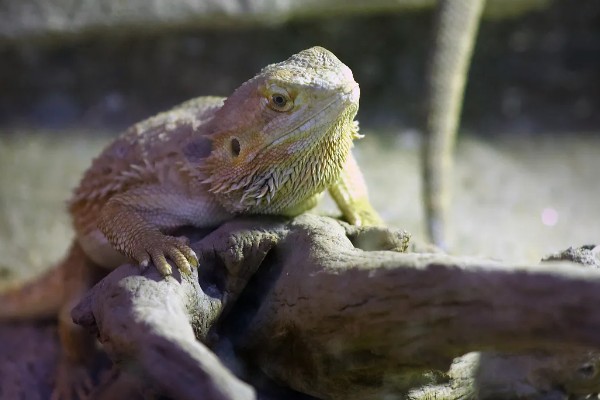 蜥蜴是不是两栖动物,属于爬行动物