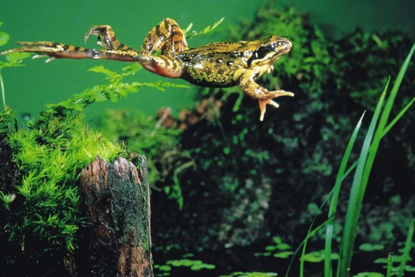 蜥蜴是不是两栖动物,属于爬行动物