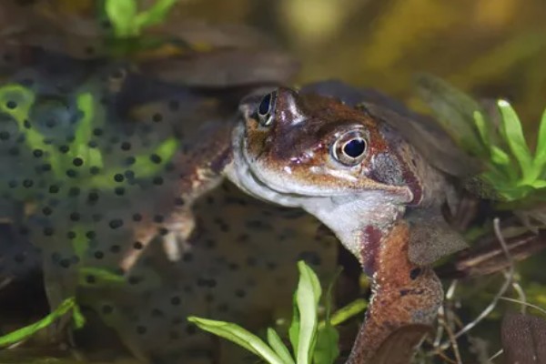 蜥蜴是不是两栖动物,属于爬行动物