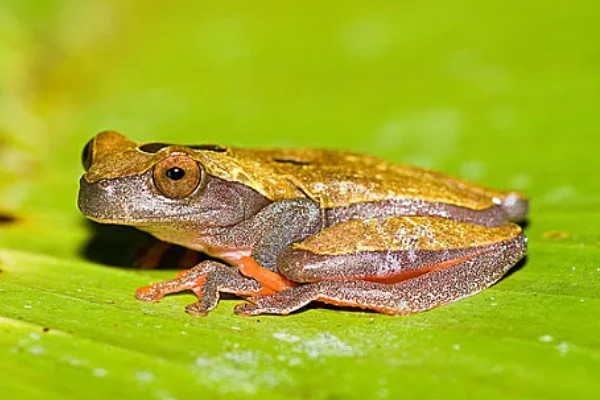 蜥蜴是不是两栖动物,属于爬行动物