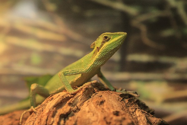 蜥蜴是不是两栖动物,属于爬行动物
