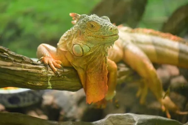 蜥蜴是不是两栖动物,属于爬行动物