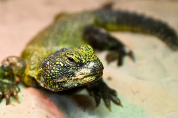 蜥蜴是不是两栖动物,属于爬行动物