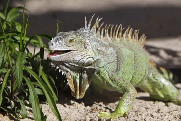 蜥蜴是不是两栖动物,属于爬行动物