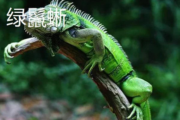 蜥蜴是不是两栖动物,属于爬行动物