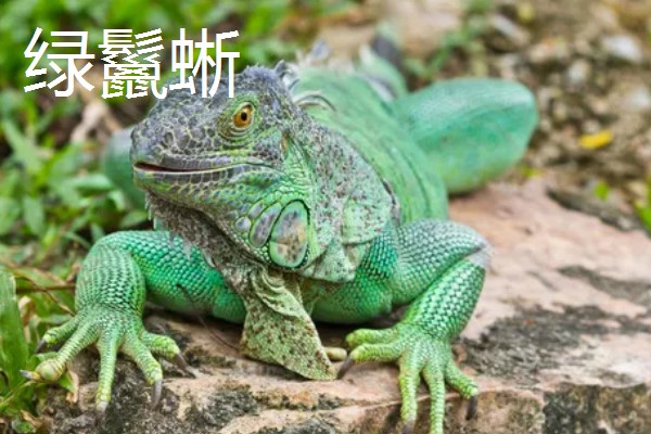 蜥蜴是不是两栖动物,属于爬行动物