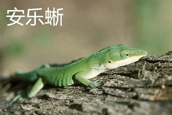 蜥蜴是不是两栖动物,属于爬行动物