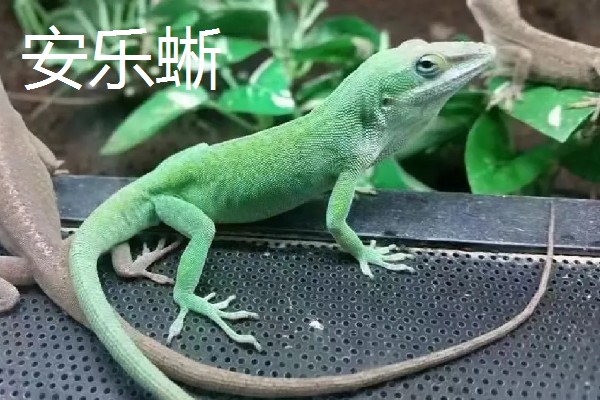 蜥蜴是不是两栖动物,属于爬行动物