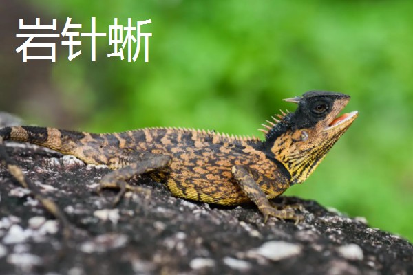 蜥蜴是不是两栖动物,属于爬行动物