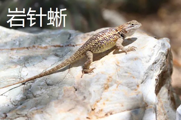 蜥蜴是不是两栖动物,属于爬行动物