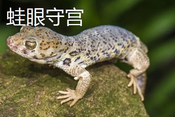 蜥蜴是不是两栖动物,属于爬行动物