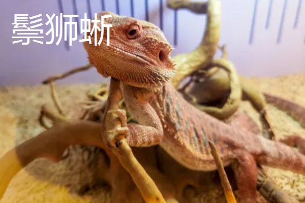 蜥蜴是不是两栖动物,属于爬行动物