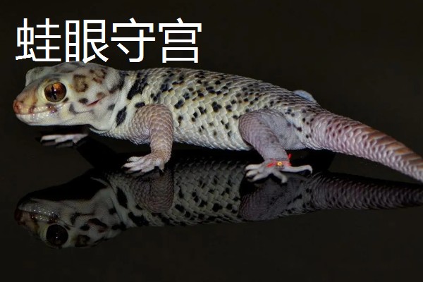 蜥蜴是不是两栖动物,属于爬行动物