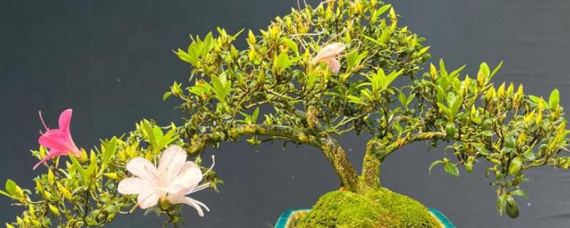 杜鹃花如何养殖，喜欢温暖湿润的环境