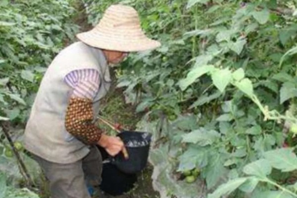 西红柿开花不坐果如何处理,根据发生原因采取对应措施