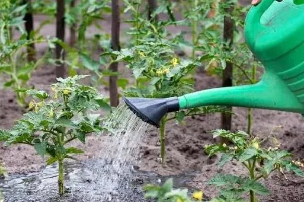 西红柿开花不坐果如何处理,根据发生原因采取对应措施