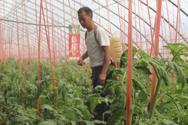 西红柿开花不坐果如何处理,根据发生原因采取对应措施